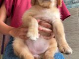 Golden Retriever Female Puppy