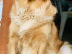 Golden Retriever Female Puppy