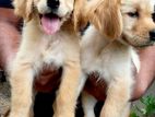 Golden Retriever Puppies