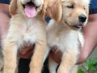 Golden Retriever Puppies
