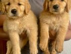 Golden Retriever Puppies