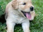 Golden Ritriver Puppy