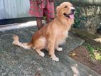 Golden Retriever Dog
