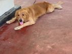 Golden Retriever Dog