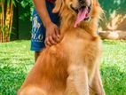 Golden Ritriver Male Dog for Stud Service