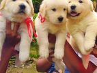 Golden Ritriver Puppies