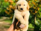 Golden ritriver puppy