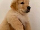 Golden Retriever Puppy