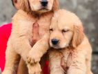 Golden Retriever Puppy