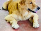 Golden Retriever Dog for Crossing