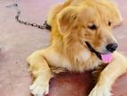 Golden Retriever Dog