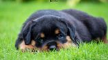 Rottweiler Puppies