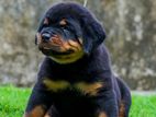Rottweiler Puppies