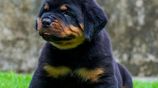 Rottweiler Puppies