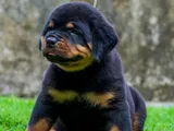 Rottweiler Puppies
