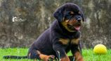 Rottweiler Puppies