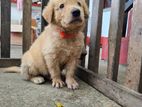 Golden Rottweiler
