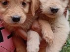 Golden Retriever Puppies