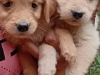 Golden Retriever Puppies