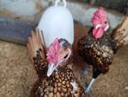 Golden Sebright (ගෝල්ඩන් සබ්රායිට) - Breeding Pair