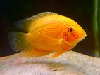 Golden Severum Fish