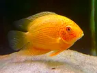 Golden Severum Fish