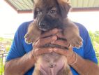 Golden Shepard Puppies