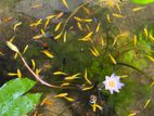 Golden Zebra Danios