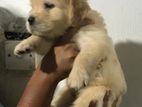 Golden Retriever Puppies