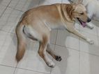 Golder Retriever Dog