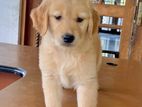 Golden Retriever Puppy