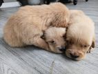 Golder Retriver Puppies