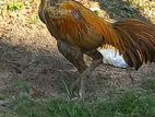 Brahma Chicken