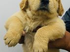 Goldern Retriever Puppy