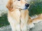 Goldern Retriver
