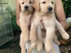 Golden Retriever Puppies