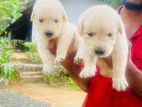 Goldern Retriever Puppy