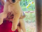 Golden Retriever Puppy