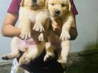 Golden Retriever Puppies