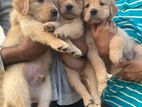 Golden Retriever Puppy