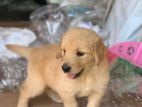 Goldern Retriever Puppy