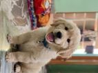 Goldern rittevar puppy