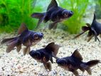 Black Moor Fish