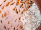 Goldfish