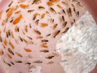 Goldfish