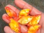 Goldfish
