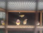 Goldian Birds