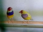 Gouldian Finches