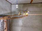 Gouldian Finches