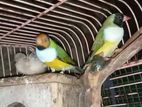 Goldian Finches